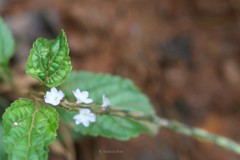 Stachytarpheta cayennensis
